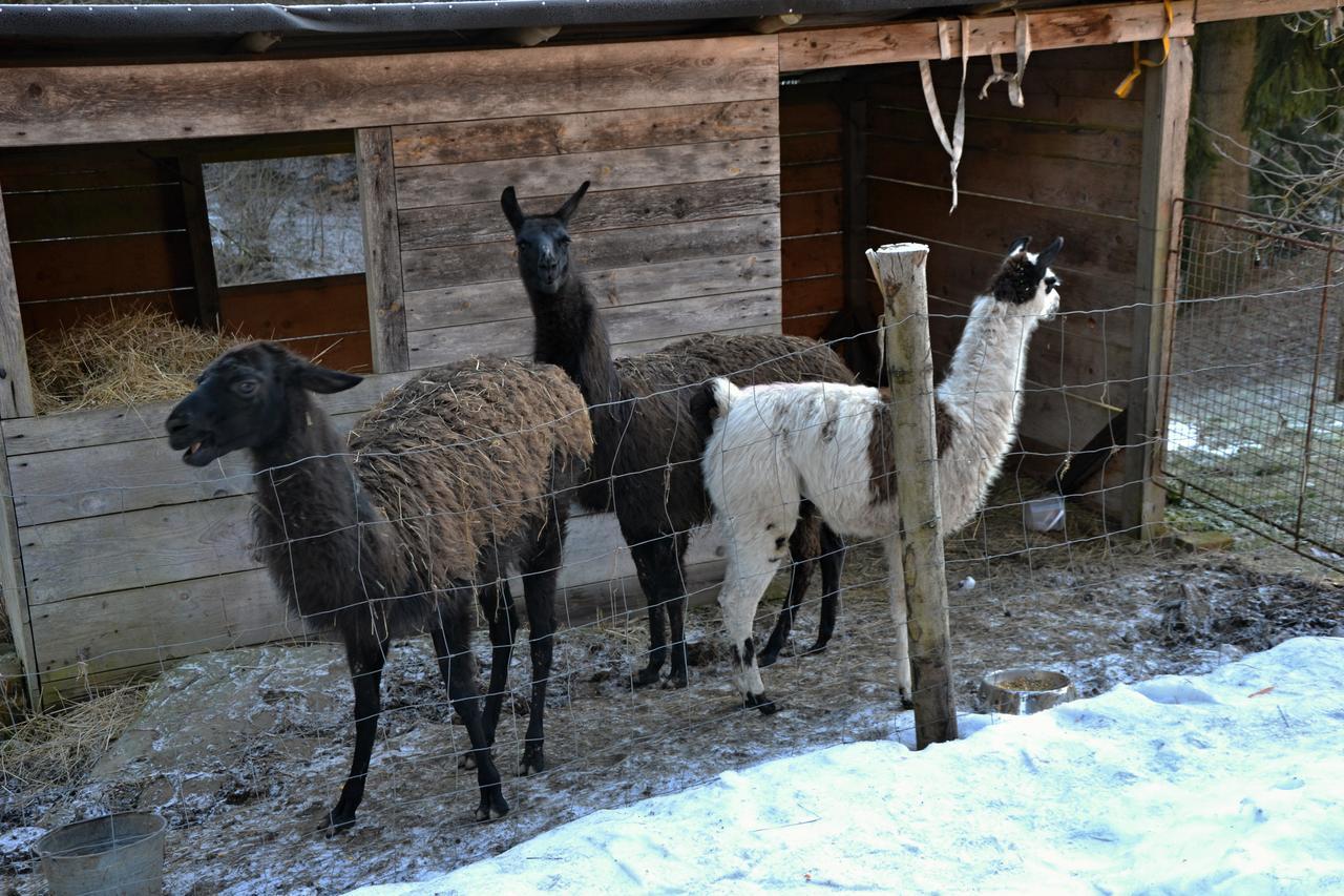Penzion U Lipy Vysoké nad Jizerou Buitenkant foto